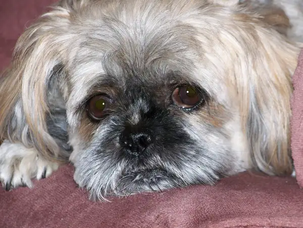 Smutny piesek Shih Tzu leży na kanapie. Czy pies może jeść olej rzepakowy? Zapytaj weterynarza.
