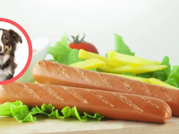 Czy pies może jeść parówki? Na zdjęciu piesek patrzy na parówki z frytkami i sałatą.