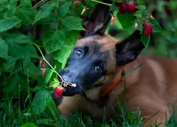 Szczeniak belgijskiego owczarka malinois próbuje maliny prosto z krzaka. Czy pies może maliny? Ten maluch wydaje się być na tak!