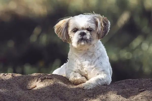 Uroczy shih tzu leży na piasku. Tabela żywienia shih tzu pomoże Ci zadbać o jego zdrowie.