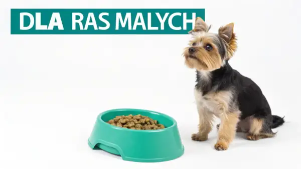 Mały yorkshire terrier siedzi obok miski suchej karmy. Czy szczeniak może jeść tylko suchą karmę? Napis "DLA RAS MAŁYCH".