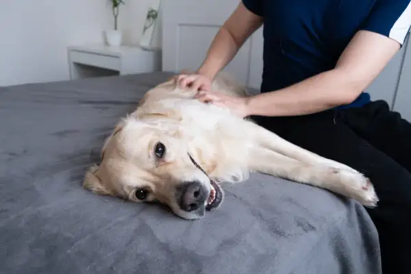 Złoty retriever leży na plecach na łóżku, a jego właściciel delikatnie głaszcze go po brzuchu. Pies wygląda na zrelaksowanego, z lekko otwartym pyskiem.