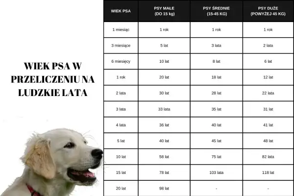 Tabela porównująca wiek psa w ludzkich latach. 18 lat psa to w zależności od rasy od 98 do 118 lat ludzkich.
