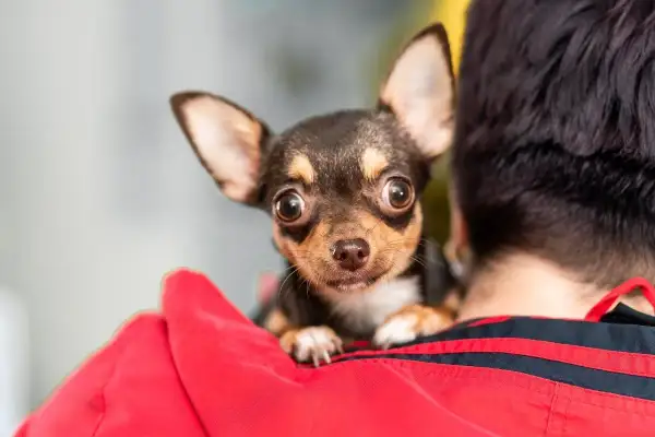 Mały piesek chihuahua, który się trzęsie, wtula się w czerwoną bluzę swojego opiekuna, patrząc z zaciekawieniem.
