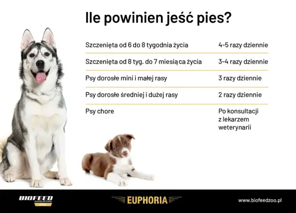 Tabela z wytycznymi dotyczącymi karmienia psa: szczenięta i psy dorosłe różnych ras jedzą różną liczbę razy dziennie.