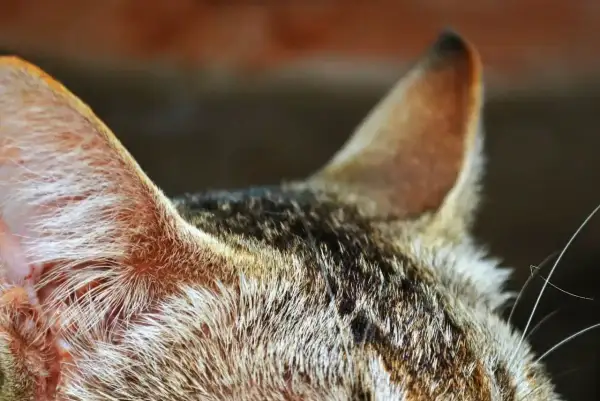 Zbliżenie na ucho kota, widoczne futro i delikatne włoski. Może to być objaw zapalenia ucha u kota, wymagającego uwagi weterynarza.