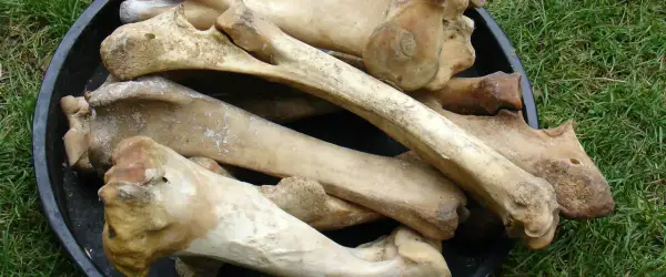 Duże, naturalne kości dla psa, idealne do gryzienia i zabawy. Zastanawiasz się, jakie kości dla psa wybrać? Oto kilka przykładów.