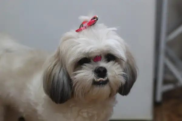 Uroczy shih tzu z kokardką na głowie i błyszczącym zdobieniem na czole. Długowieczność tej rasy, czyli ile żyje shih tzu, zależy od wielu czynników.