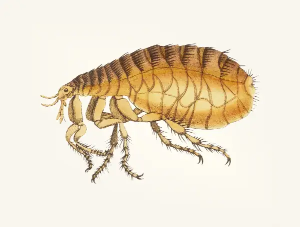 Ilustracja przedstawia pchłę zwierzęcą z bliska, z widocznymi odnóżami i segmentowanym ciałem.