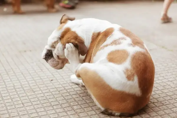 Buldog angielski z białobrązową sierścią siedzi na chodniku, drapiąc się łapą po głowie. Widać, że męczą go pchły u psa.