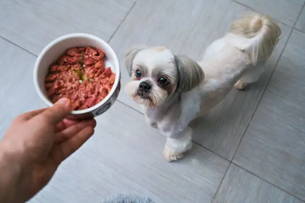 Mały piesek Shih Tzu z niecierpliwością czeka na miskę z gotowanym mięsem dla psa.