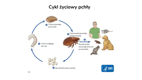 Cykl życiowy pchły: jaja, larwy, poczwarki, dorosłe pchły żerujące na ludziach i zwierzętach domowych, powodujące pchły w domu.