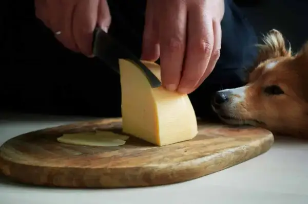 Pies patrzy z nadzieją, gdy kroisz ser żółty. Czy pies może jeść ser żółty?
