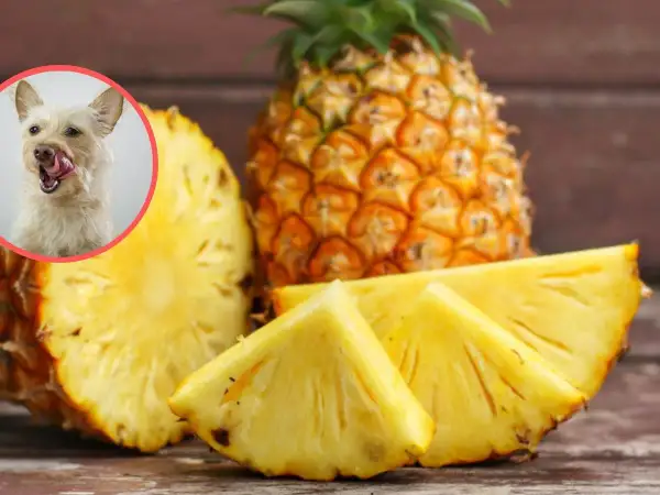 Czy pies może jeść ananas? Słodki owoc i ciekawy psiak na zdjęciu sugerują, że tak, ale z umiarem.
