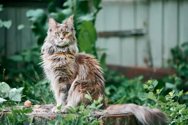 Majestatyczny kot rasy Maine Coon, znany z długowieczności, siedzi w otoczeniu zieleni.