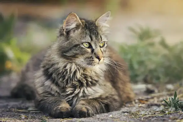 Puszysty kot dachowiec z zielonymi oczami, leżący na ziemi. Po sterylizacji koty dachowce żyją dłużej, nawet 15-20 lat.