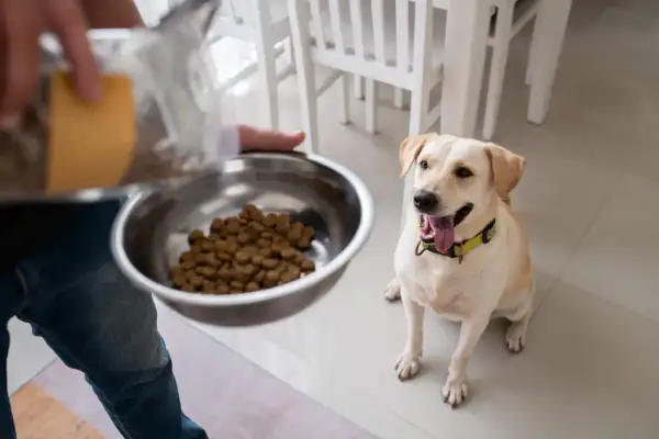 Szczęśliwy piesek czeka na jedzenie. Zastanawiasz się, ile powinien jeść pies 5 kg? Ta porcja wygląda na odpowiednią!